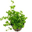 bacopa australis