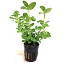 bacopa caroliniana