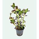 bacopa salsmannii purple