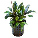 buchepalandra blue green