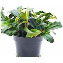 buchepalandra mini red