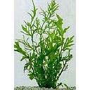 ceratopteris cornuta