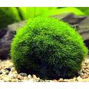 chladophora 3-5cm (mossball)