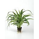 crinium calamistratum