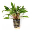 cryptocoryne affinis