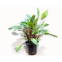 cryptocoryne becketti viridifolia