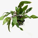 cryptocoryne blassii