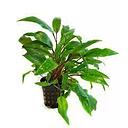 cryptocoryne green crisped leaf