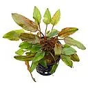 cryptocoryne legroi