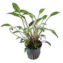cryptocoryne lucens