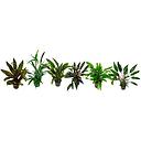 cryptocoryne mix pot