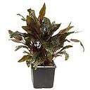 cryptocoryne motherplant