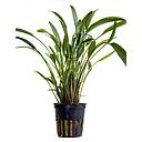 cryptocoryne nevelli