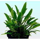 cryptocoryne parva