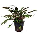 cryptocoryne petchii pink