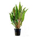 cryptocoryne undulata