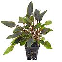 cryptocoryne walkeri