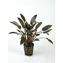 cryptocoryne wendtii brown