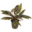 cryptocoryne wendtii tropica