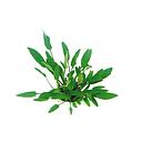 cryptocoryne willisi