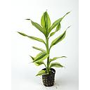 dracena deremensis