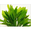 echinodorus bleheri motherplant