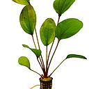 echinodorus devils eye