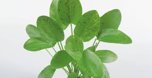 echinodorus green flame