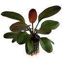 echinodorus harbich red