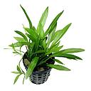 echinodorus magdalensis