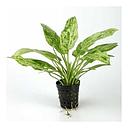 echinodorus marble queen