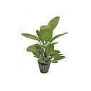 echinodorus ozelot green