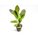 echinodorus red flame