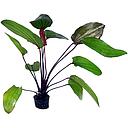 echinodorus regine hildebrandt