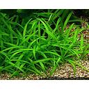 echinodorus tenellus