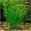 echinodorus vesuvius