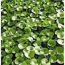 heteranthera reniformis