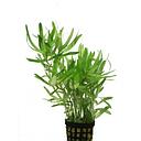 heteranthera zolsterfolia