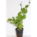 hydrocotyle leucocephala