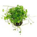 hydrocotyle tripartita