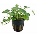 hydrocotyle vulgaris