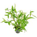 hygrophila pantanal wavy motherplant