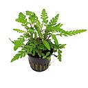 hygrophila pinnatifida