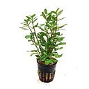 hygrophila polysperma