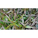 hygrophila red-green