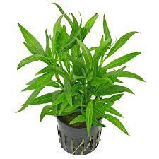 hygrophila salicifolia