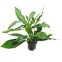 hygrophila siamensis