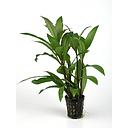 hygrophila stricta tai