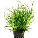 juncus repens