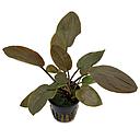 lagenandra meeboldi red